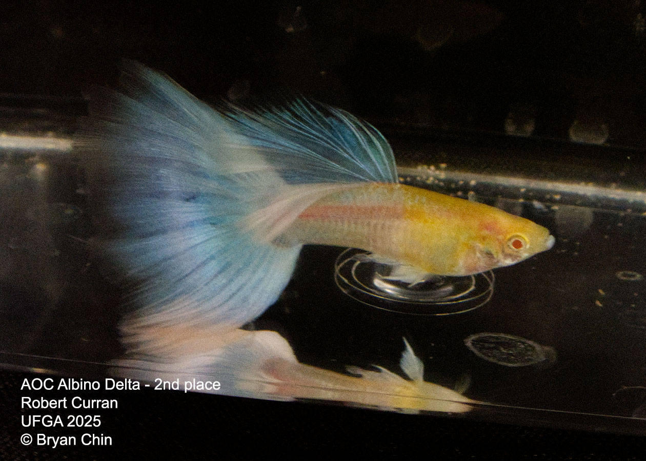 Guppy Albino Pastel